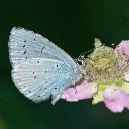 3 Holly Blue_Peter Eeles, Butterfly Conservation.JPG