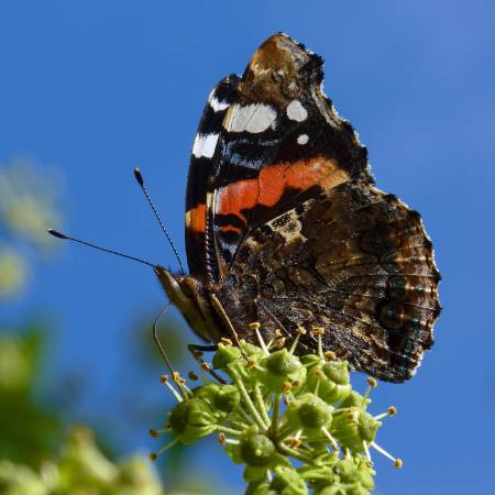 5 Red Admiral_Neil Hulme, Butterfly Conservation.JPG