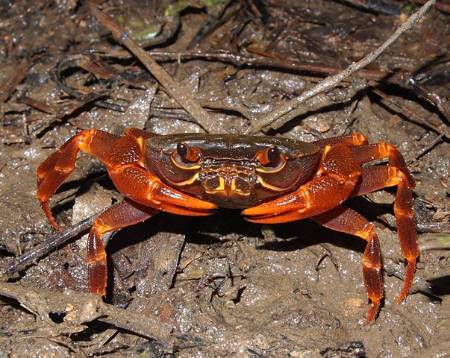 Terrestrial Crab.JPG