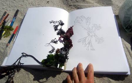 seaweed-field-drawing.jpg