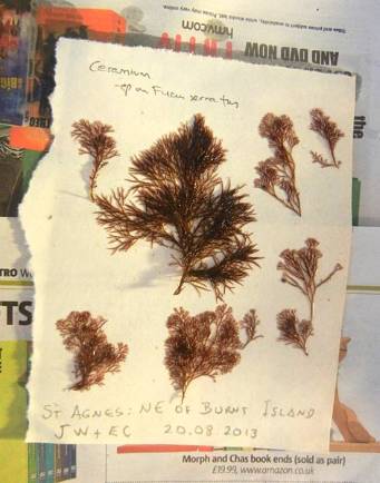 herbarium-sheet-specimen.jpg