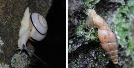 2  snails small.JPG