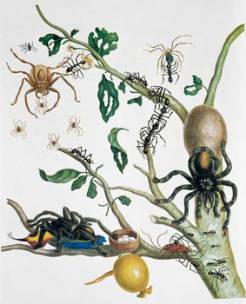 Image-from-Metamorphosis-Insectorum-(1705)_026479.jpg