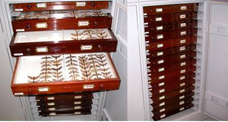 Cabinet with re-housed sphingidae drawers.jpg