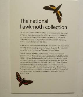 The National Hawkmoth Collection edited.jpg