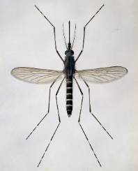 Aedes-cantans-mosquito_021862_IA.jpg