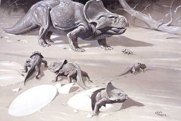 Protoceratops NHMPL 004093.jpg
