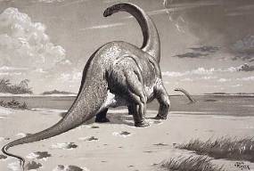 Cetiosaurus NHMPL 002917.jpg