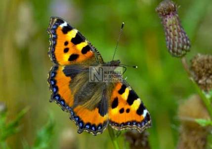 British Butterfly.jpg