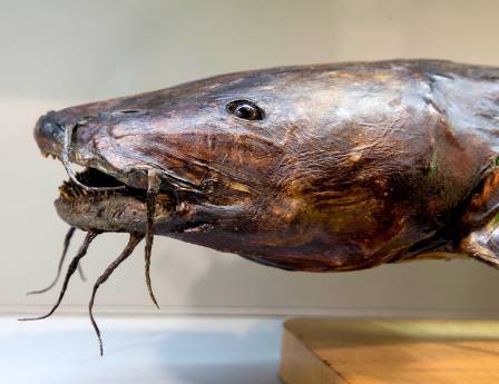 giant-catfish-1500.jpg