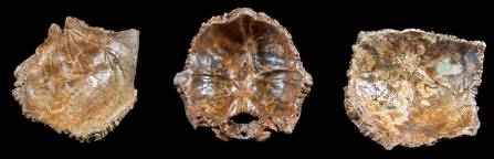 neanderthal-skull-pieces-1500.jpg