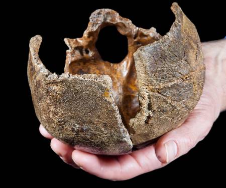 Neaderthal-skull--reviese-1500.jpg