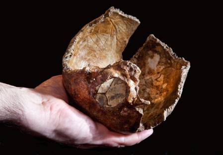 neanderthal-skull-piecies-black-1500.jpg