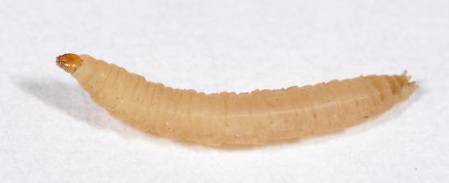 trichoceridae larvae c Matt Bertone.jpg
