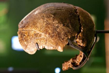 neanderthal-swanscombe-skull-1500.jpg