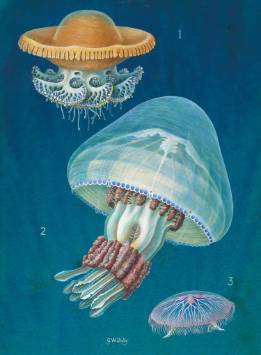 jellyfish-1500.jpg