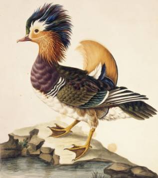mandarin-duck-1500.jpg