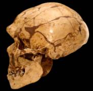 Homo-heidelbergensis-skull1500.jpg