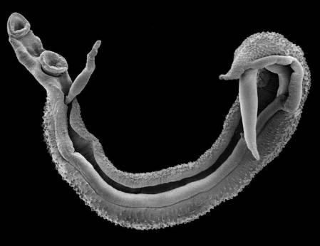 Schistosoma blood fluke worm pair700p.jpg