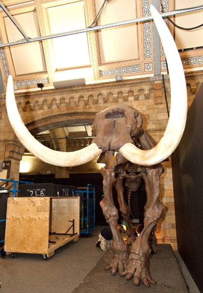 mastododon-tusks-1500.jpg