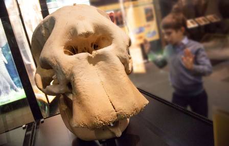 7-elephant-skull-1500.jpg