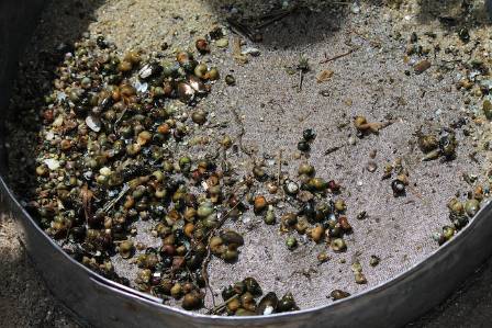 snails in dredge Cd Fiona.jpg