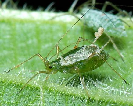 Microlophium carnosum Common_Nettle_Aphid (influential points website).jpg