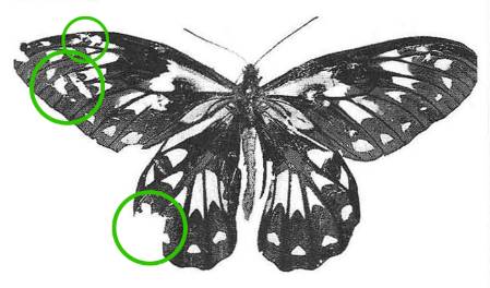 Ornithoptera-victoriae-700-with-circles.jpg