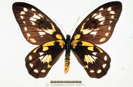 Ornithoptera-victoriae-700-colour.jpg