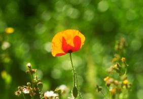 poppies-meadow-1500.jpg