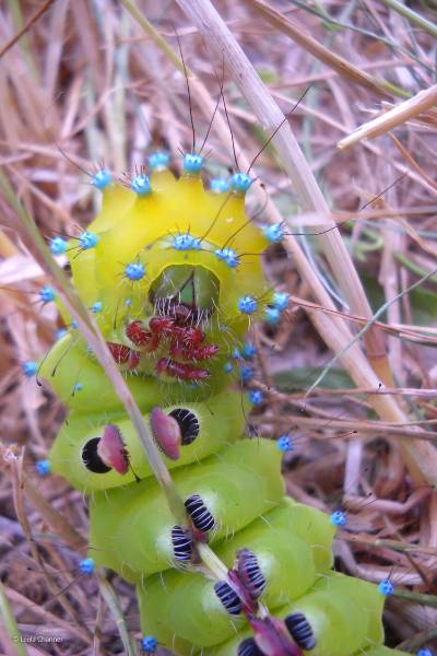 blog-Great-Peacock-Moth-Caterpillar-medium.jpg