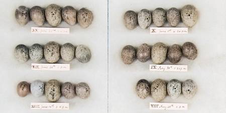 cuckoo-host-eggs.jpg