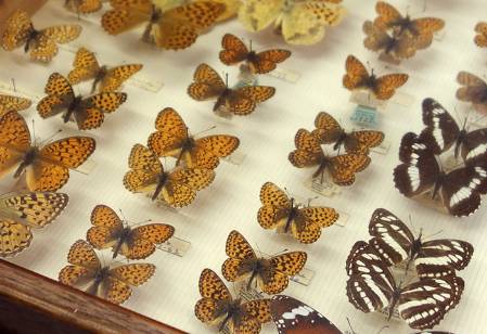 nabokov-butterflies-2.jpg