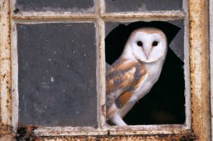 barn-owl-sm.jpg