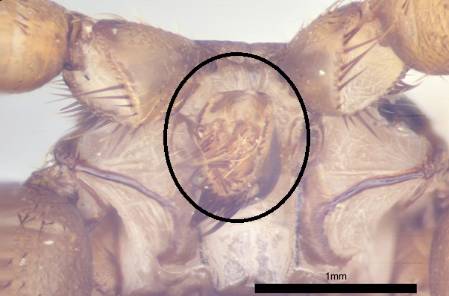 head of nycteribiidae.jpg
