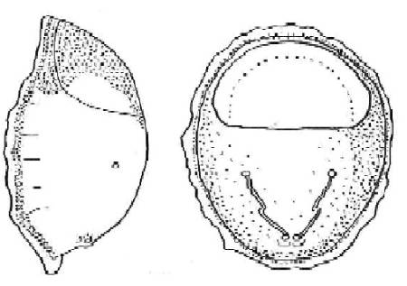 Nycteribiidae, Nycteribia kolenatii.jpg