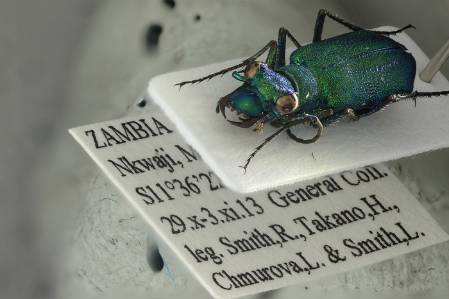 Ciccindellidae Zambia Beetle.jpg