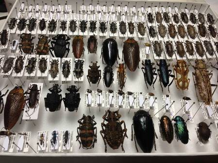 Beetle collection.jpg