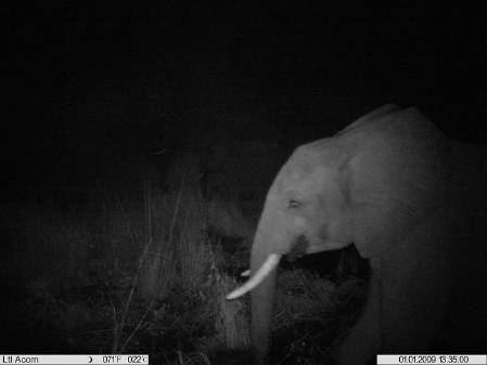 Elephant at night.jpg