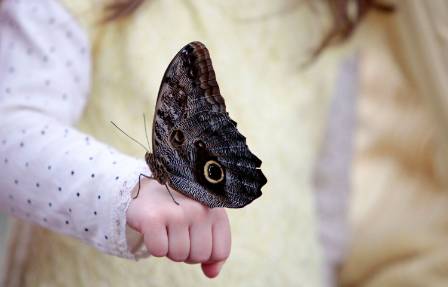 butterfly-hand-1500.jpg