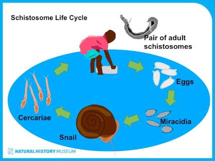 Schistosomiasis life cycle.jpg