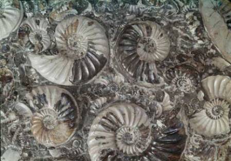 ammonites.jpg