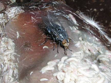 fly maggots blow flies maggot forensic parasites dead body myiasis feeding larvae calliphora super gross entomology vicina female csi humans
