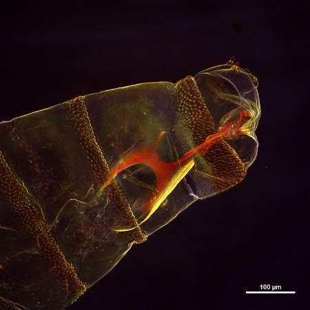 Lucilia sericata LI - Confocal microscope low power.jpg