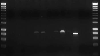 PCR blog.jpg