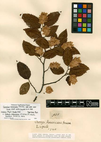 oldest-plant-specimen_500_700.jpg
