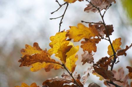 2014-12-02-10. Pedunculate oak WildlifeGarden_27112014-084.jpg
