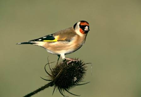 WLG-20141205-3-Goldfinch NaturalHistoryMuseum_PictureLibrary_043596_IA.jpg