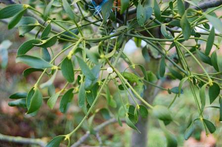10. Mistletoe WildlifeGarden_27112014-034.jpg