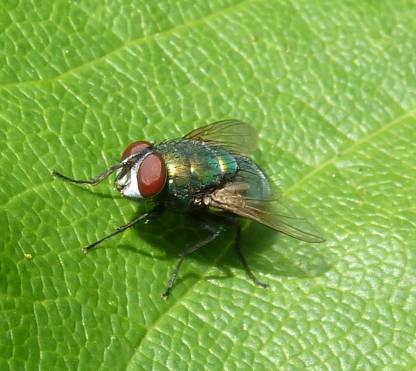 green-bottle fly.jpg
